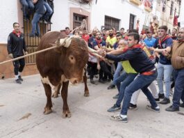 Toro ensogado en Ohanes.