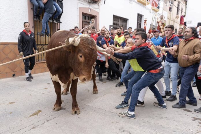 Toro ensogado en Ohanes.