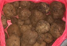 Salvador y Kira, en busca de la trufa negra en Laujar Trufa negra de Laujar