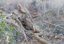 La caída de un castaño obliga al cierre temporal del sendero de Los Molinos en Bayárcal