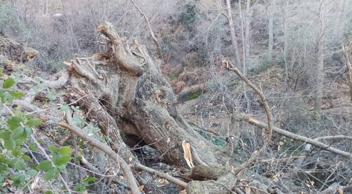 La caída de un castaño obliga al cierre temporal del sendero de Los Molinos en Bayárcal