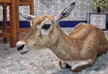 Recuperan en Viator un ejemplar de antílope indio