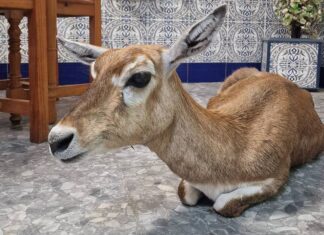 Recuperan en Viator un ejemplar de antílope indio