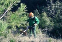 La sierra de Gádor suma 520 hectáreas de nuevas áreas cortafuegos para prevenir incendios