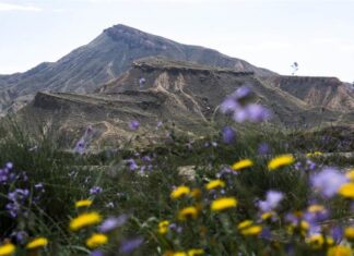 El desierto de Tabernas muestra una imagen primaveral tras las últimas lluvias