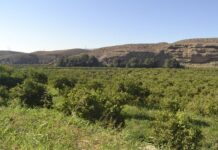 Los agricultores tendrán más flexibilidad para organizar sus cultivos tras las lluvias