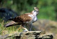 El periodo de cría obliga a extremar la precaución en los espacios naturales