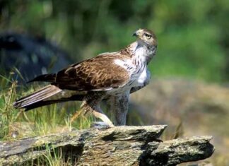 El periodo de cría obliga a extremar la precaución en los espacios naturales