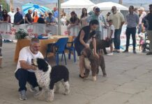 Alhama acoge una exposición canina nacional con 260 perros y gran afluencia de público