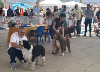 Alhama acoge una exposición canina nacional con 260 perros y gran afluencia de público