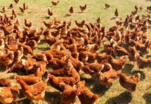 Pechina proyecta una macrogranja con casi 40.000 gallinas ponedoras