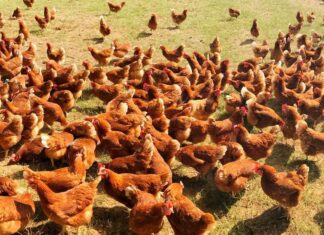 Pechina proyecta una macrogranja con casi 40.000 gallinas ponedoras